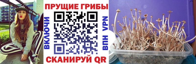 Псилоцибиновые грибы Magic Shrooms  Бабушкин 